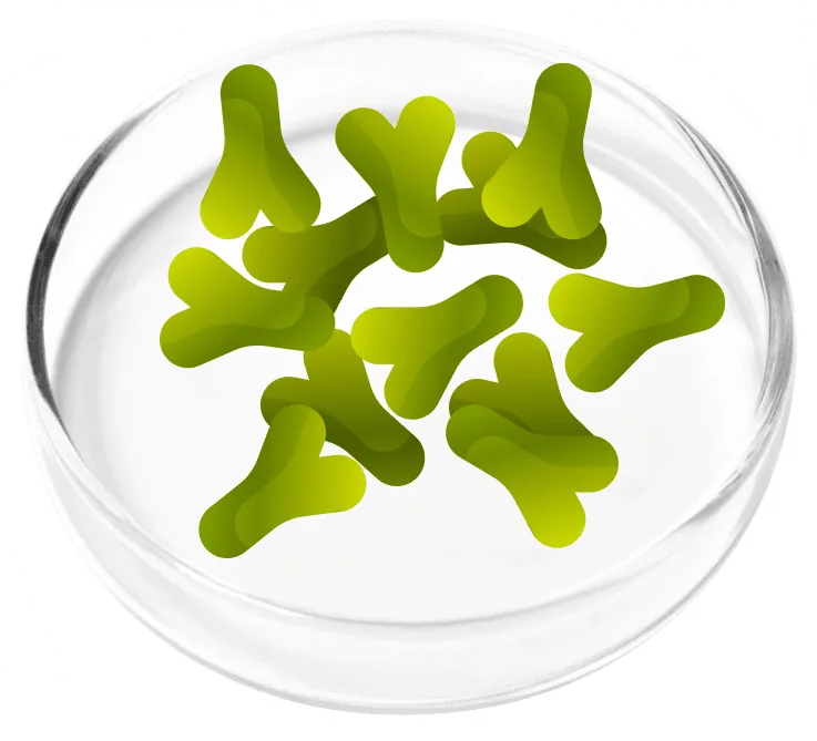 Lactobacillus acidophilus LA88