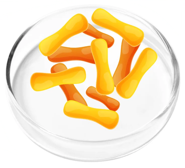 Lactobacillus casei LC16