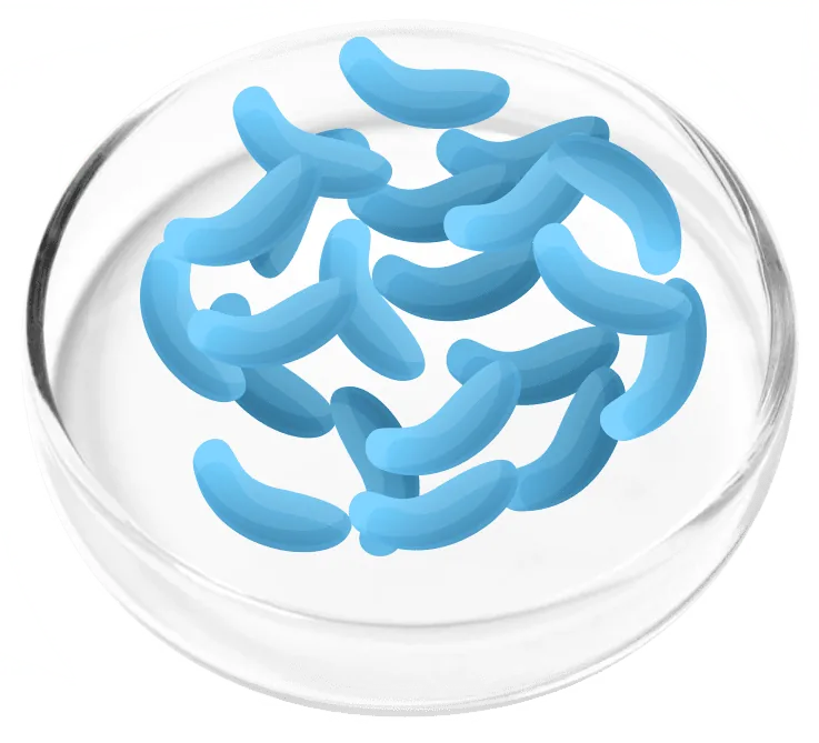 Lactobacillus gasseri LG08