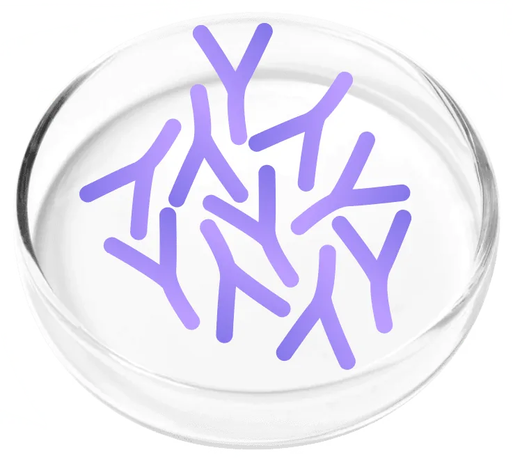 Lactobacillus plantarum N13