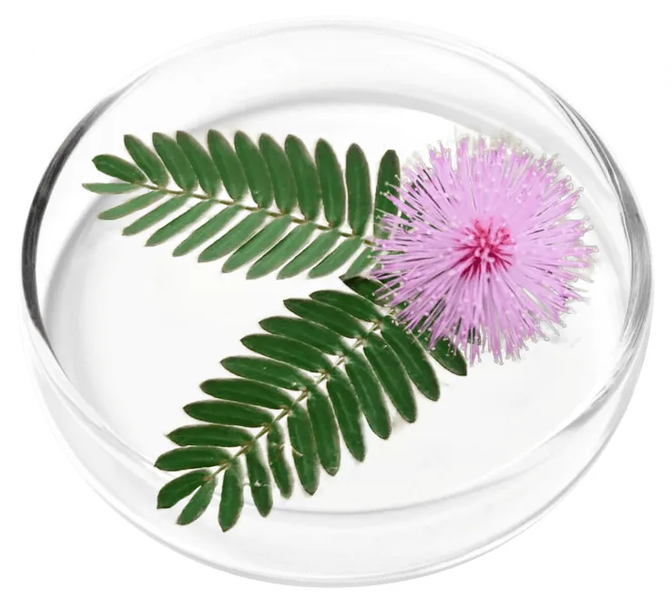 Mimosa pudica seed extract