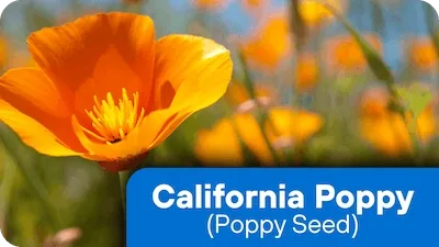 California poppy whole plant extract, 90 mg per serving in Nerve Fresh