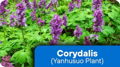Corydalis yanhusuo root extract 10:1, 200 mg per serving in Nerve Fresh