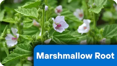 Marshmallow root, Althaea officinalis, 220 mg per serving in Nerve Fresh