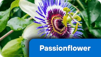 Passionflower, Passiflora incarnata, 350 mg per serving in Nerve Fresh