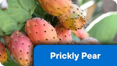 Prickly pear cactus nopal powder, 100 mg per serving in Nerve Fresh